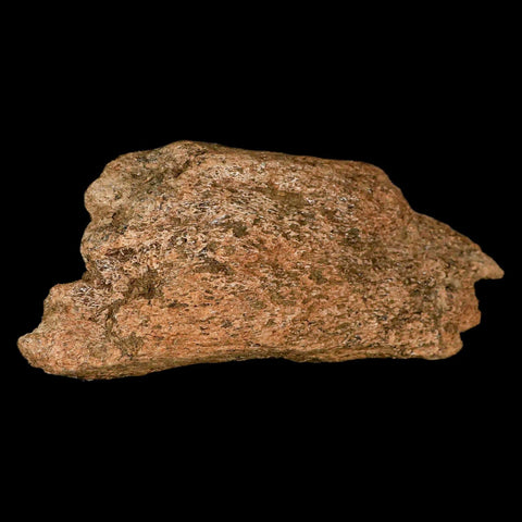 5.1" Triceratops Fossil Frill Bone Lance Creek FM Cretaceous Dinosaur Wyoming COA - Fossil Age Minerals