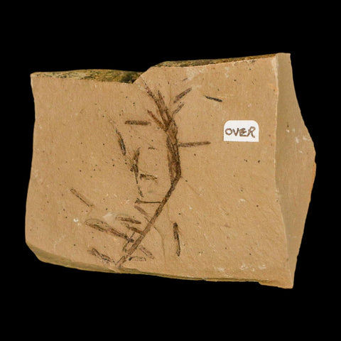 Two 2 Detailed Fossil Plant Leafs Metasequoia Dawn Redwood Oligocene Age MT COA - Fossil Age Minerals