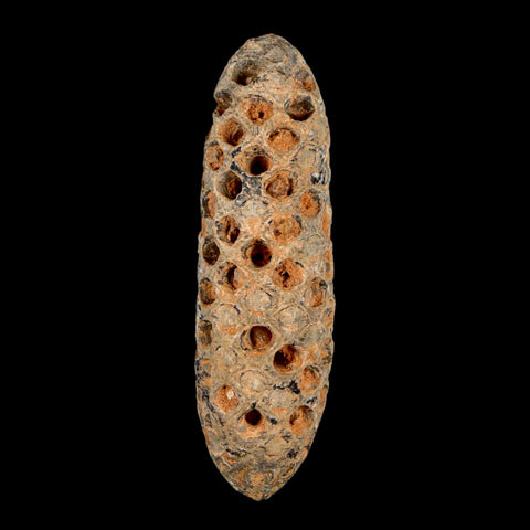 XXL 2.6" Fossil Pine Cone Equicalastrobus Replaced By Agate Eocene Age Seeds Fruit - Fossil Age Minerals