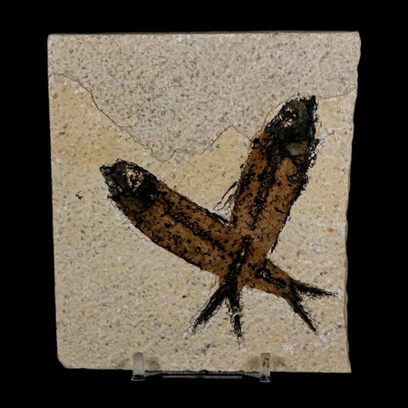 2 Two Knightia Eocaena Fossil Fish Green River FM Wyoming Eocene Age COA & Stand