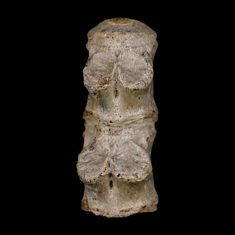 1.5" Mosasaur Fossil Vertebrae Bones Upper Cretaceous Dinosaur Era Kansas - Fossil Age Minerals