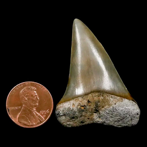 1.8" Quality Hastalis Mako Tooth Serrated Fossil Natural Miocene Age COA - Fossil Age Minerals