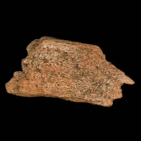 5.1" Triceratops Fossil Frill Bone Lance Creek FM Cretaceous Dinosaur Wyoming COA - Fossil Age Minerals