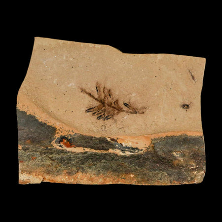 Two 2 Detailed Fossil Plant Leafs Metasequoia Dawn Redwood Oligocene Age MT COA