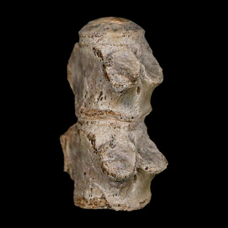 1.5" Mosasaur Fossil Vertebrae Bones Upper Cretaceous Dinosaur Era Kansas