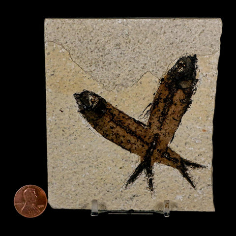 2 Two Knightia Eocaena Fossil Fish Green River FM Wyoming Eocene Age COA & Stand