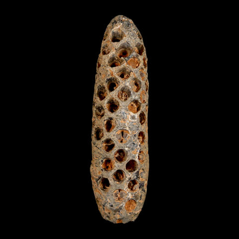 XXL 2.6" Fossil Pine Cone Equicalastrobus Replaced By Agate Eocene Age Seeds Fruit - Fossil Age Minerals