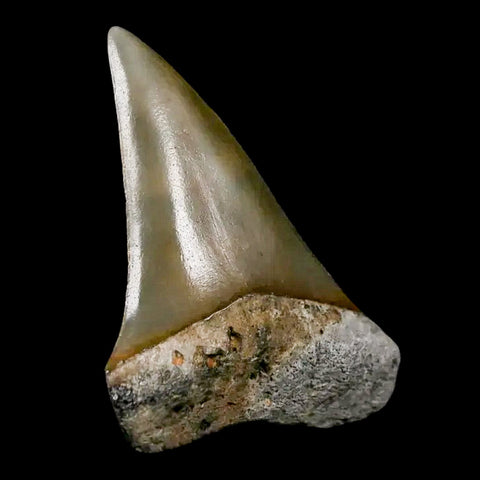 1.8" Quality Hastalis Mako Tooth Serrated Fossil Natural Miocene Age COA - Fossil Age Minerals