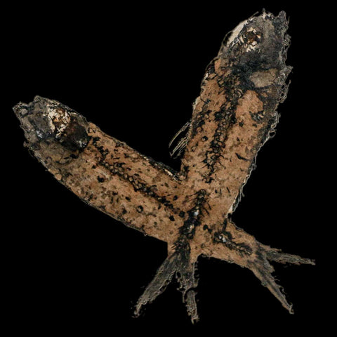 2 Two Knightia Eocaena Fossil Fish Green River FM Wyoming Eocene Age COA & Stand