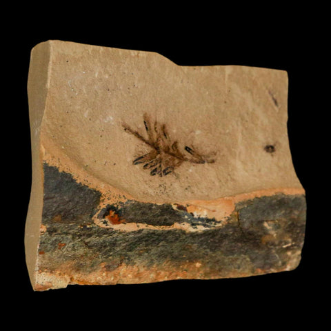 Two 2 Detailed Fossil Plant Leafs Metasequoia Dawn Redwood Oligocene Age MT COA - Fossil Age Minerals