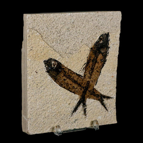 2 Two Knightia Eocaena Fossil Fish Green River FM Wyoming Eocene Age COA & Stand