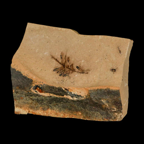 Two 2 Detailed Fossil Plant Leafs Metasequoia Dawn Redwood Oligocene Age MT COA - Fossil Age Minerals
