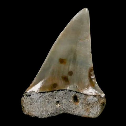1.8" Quality Hastalis Mako Tooth Serrated Fossil Natural Miocene Age COA - Fossil Age Minerals