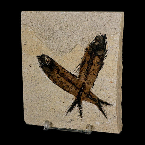 2 Two Knightia Eocaena Fossil Fish Green River FM Wyoming Eocene Age COA & Stand
