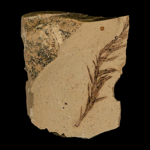 2.2" Detailed Fossil Plant Leafs Metasequoia Dawn Redwood Oligocene Age MT COA - Fossil Age Minerals