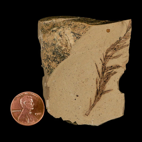 2.2" Detailed Fossil Plant Leafs Metasequoia Dawn Redwood Oligocene Age MT COA - Fossil Age Minerals