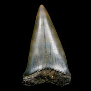 2" Quality Hastalis Mako Tooth Serrated Fossil Natural Miocene Age COA