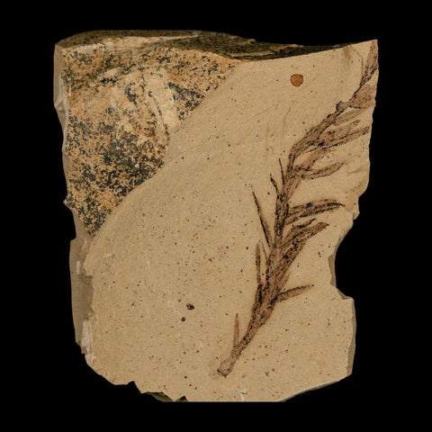 2.2" Detailed Fossil Plant Leafs Metasequoia Dawn Redwood Oligocene Age MT COA - Fossil Age Minerals