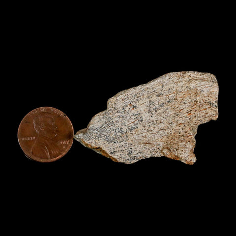 2" Tyrannosaurus Rex Fossil Bone Dinosaur Lance Creek Formation Wyoming COA