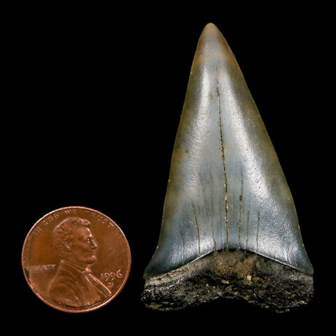 2" Quality Hastalis Mako Tooth Serrated Fossil Natural Miocene Age COA - Fossil Age Minerals