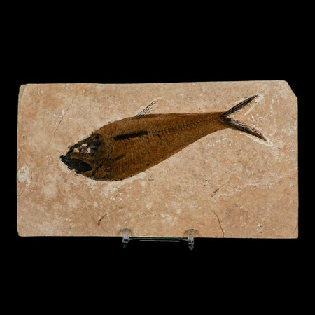 XL 5" Diplomystus Dentatus Fossil Fish Green River FM WY Eocene Age COA, Stand