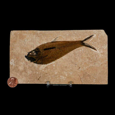 XL 5" Diplomystus Dentatus Fossil Fish Green River FM WY Eocene Age COA, Stand - Fossil Age Minerals