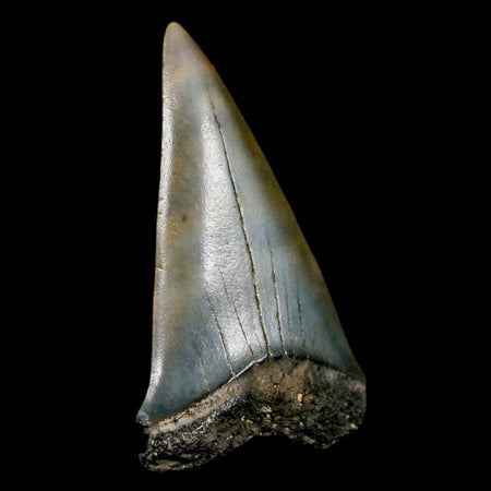 2" Quality Hastalis Mako Tooth Serrated Fossil Natural Miocene Age COA