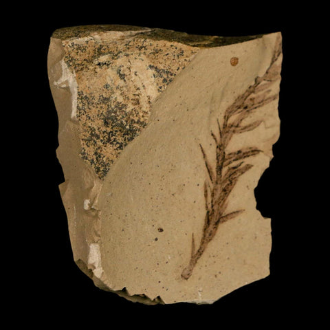 2.2" Detailed Fossil Plant Leafs Metasequoia Dawn Redwood Oligocene Age MT COA - Fossil Age Minerals
