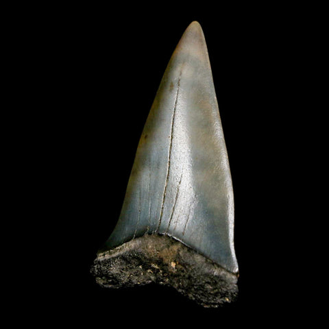 2" Quality Hastalis Mako Tooth Serrated Fossil Natural Miocene Age COA - Fossil Age Minerals