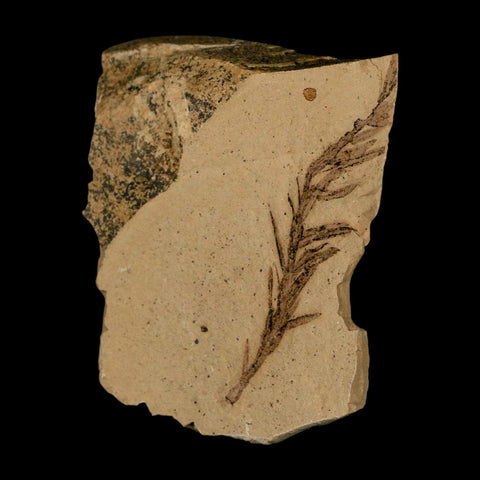 2.2" Detailed Fossil Plant Leafs Metasequoia Dawn Redwood Oligocene Age MT COA - Fossil Age Minerals