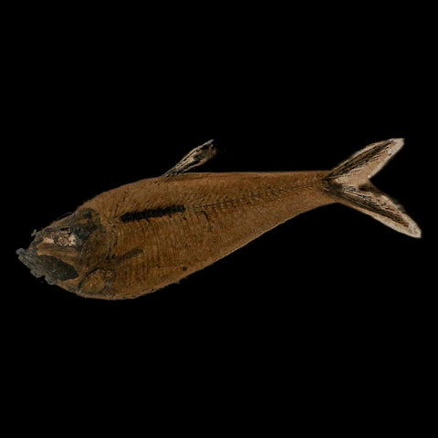 XL 5" Diplomystus Dentatus Fossil Fish Green River FM WY Eocene Age COA, Stand - Fossil Age Minerals