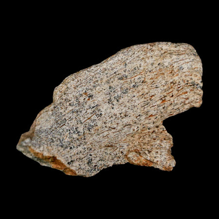 2" Tyrannosaurus Rex Fossil Bone Dinosaur Lance Creek Formation Wyoming COA