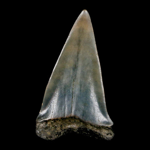2" Quality Hastalis Mako Tooth Serrated Fossil Natural Miocene Age COA - Fossil Age Minerals