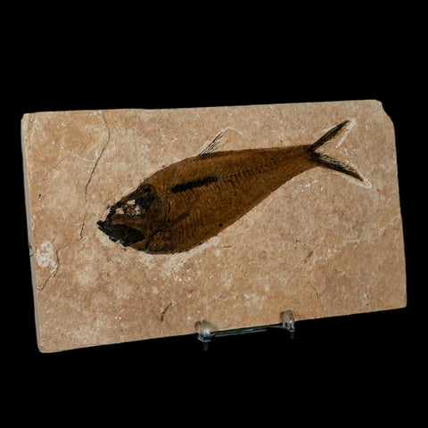 XL 5" Diplomystus Dentatus Fossil Fish Green River FM WY Eocene Age COA, Stand - Fossil Age Minerals
