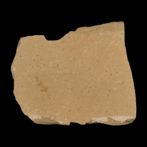 2.2" Detailed Fossil Plant Leafs Metasequoia Dawn Redwood Oligocene Age MT COA - Fossil Age Minerals