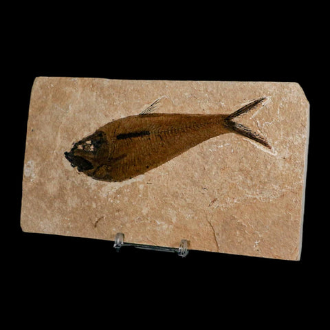 XL 5" Diplomystus Dentatus Fossil Fish Green River FM WY Eocene Age COA, Stand - Fossil Age Minerals