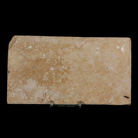 XL 5" Diplomystus Dentatus Fossil Fish Green River FM WY Eocene Age COA, Stand - Fossil Age Minerals