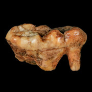 1.8" Extinct Cave Bear Ursus Spelaeus Molar Tooth Rooted Pleistocene Age COA