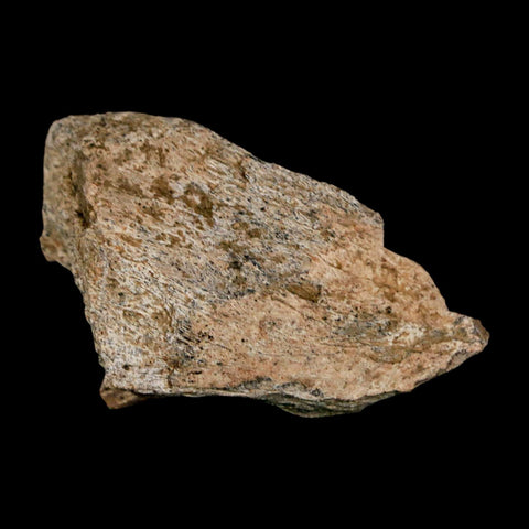 2" Tyrannosaurus Rex Fossil Bone Dinosaur Lance Creek Formation Wyoming COA