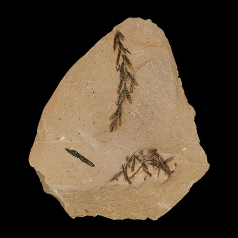 Two 2 Detailed Fossil Plant Leafs Metasequoia Dawn Redwood Oligocene Age MT COA - Fossil Age Minerals