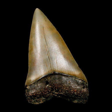 1.9" Quality Hastalis Mako Tooth Serrated Fossil Natural Miocene Age COA