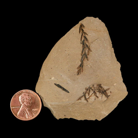 Two 2 Detailed Fossil Plant Leafs Metasequoia Dawn Redwood Oligocene Age MT COA - Fossil Age Minerals