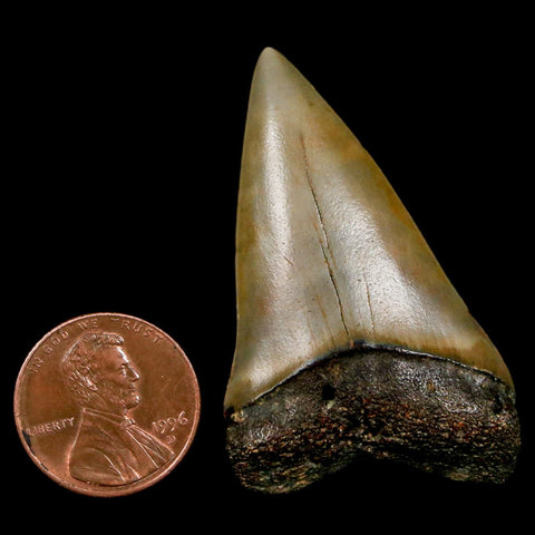 1.9" Quality Hastalis Mako Tooth Serrated Fossil Natural Miocene Age COA - Fossil Age Minerals