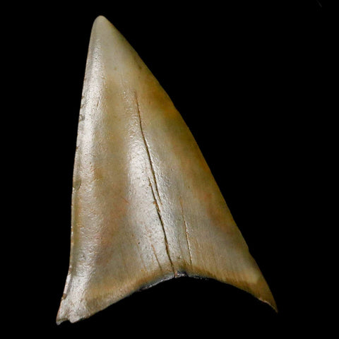 1.9" Quality Hastalis Mako Tooth Serrated Fossil Natural Miocene Age COA - Fossil Age Minerals