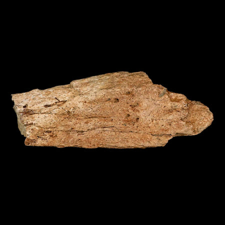 4.2" Triceratops Fossil Frill Bone Lance Creek FM Cretaceous Dinosaur Wyoming COA