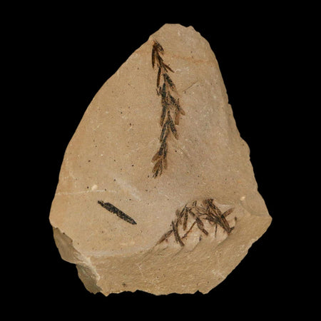 Two 2 Detailed Fossil Plant Leafs Metasequoia Dawn Redwood Oligocene Age MT COA