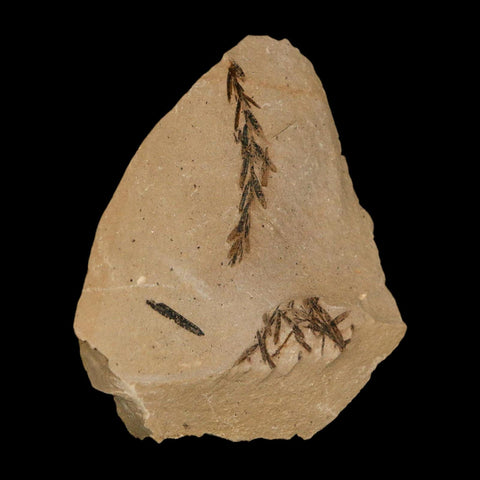 Two 2 Detailed Fossil Plant Leafs Metasequoia Dawn Redwood Oligocene Age MT COA - Fossil Age Minerals