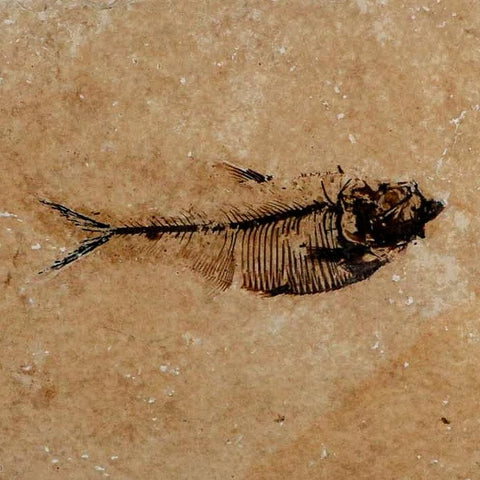 2.8" Diplomystus Dentatus Fossil Fish Green River FM WY Eocene Age COA, Stand