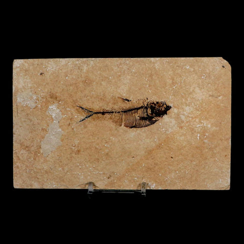 2.8" Diplomystus Dentatus Fossil Fish Green River FM WY Eocene Age COA, Stand