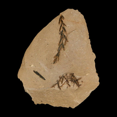 Two 2 Detailed Fossil Plant Leafs Metasequoia Dawn Redwood Oligocene Age MT COA - Fossil Age Minerals